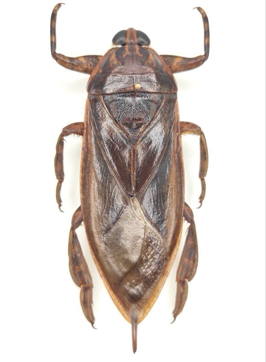 Yahoo!オークション -「ナンベイオオタガメ」(ペット、生き物) の落札