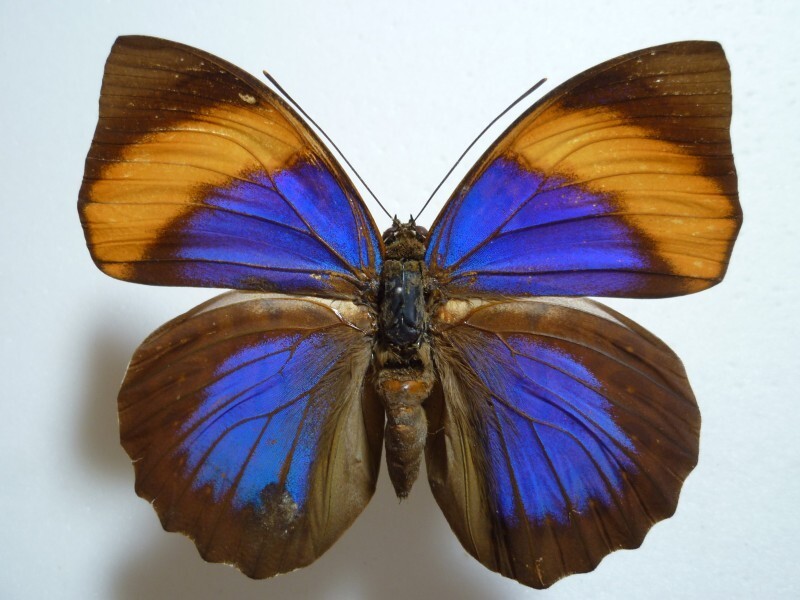 Yahoo!オークション -「アグリアス 蝶」の落札相場・落札価格