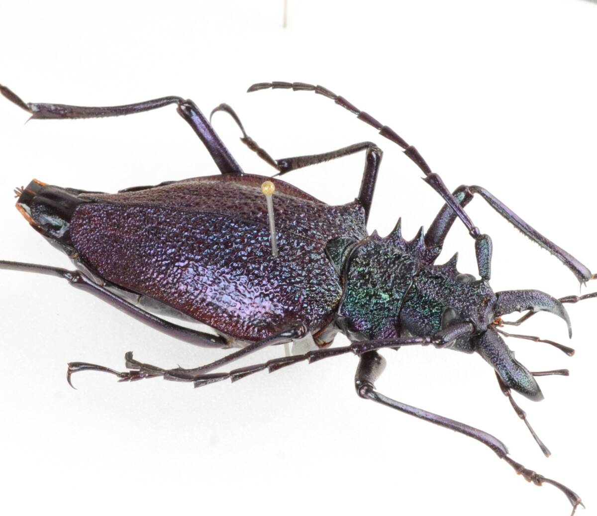 Yahoo!オークション -「ノコギリカミキリ」(虫類) の落札相場・落札価格