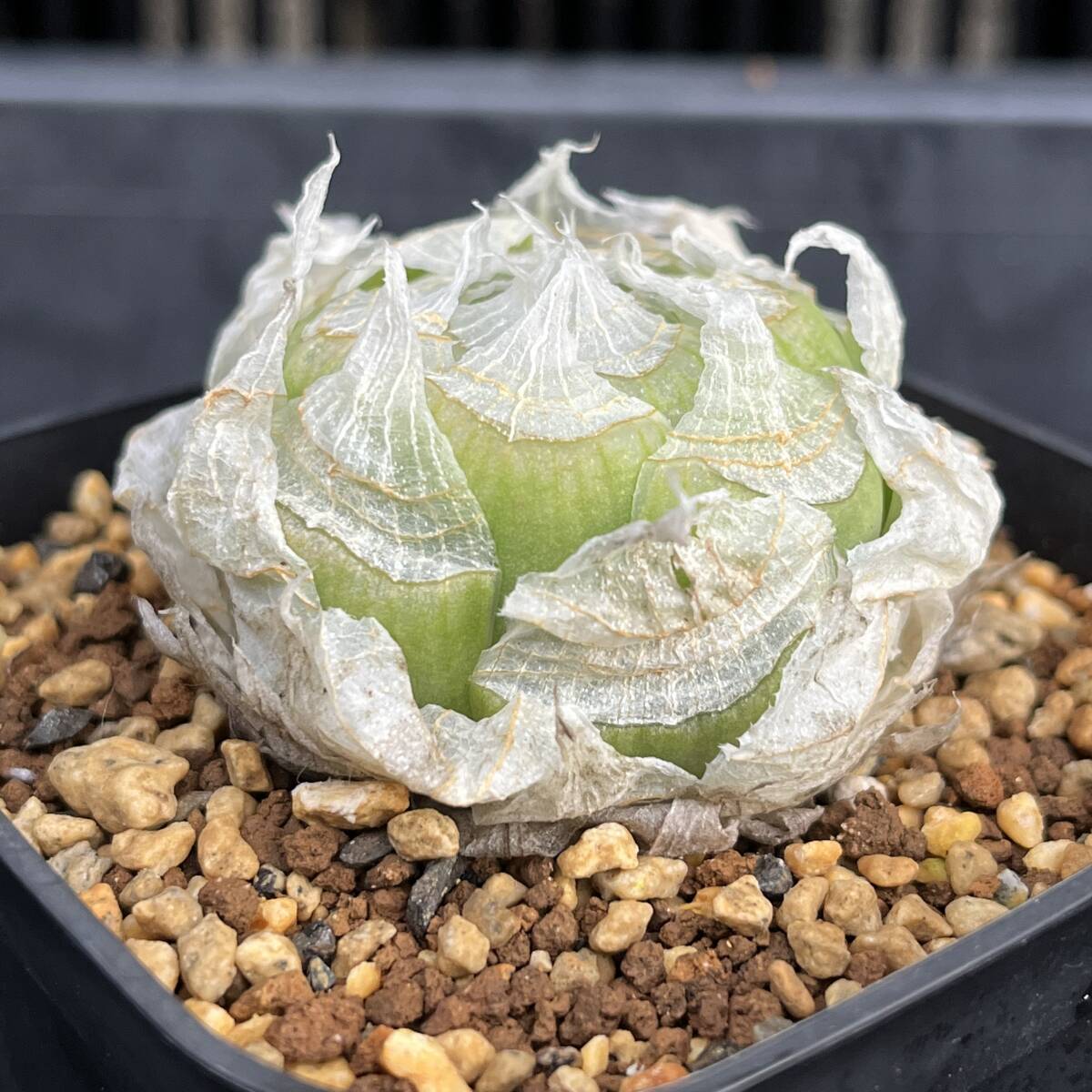 Yahoo!オークション -「ハオルチア ロックウッディ」(花、園芸) の落札