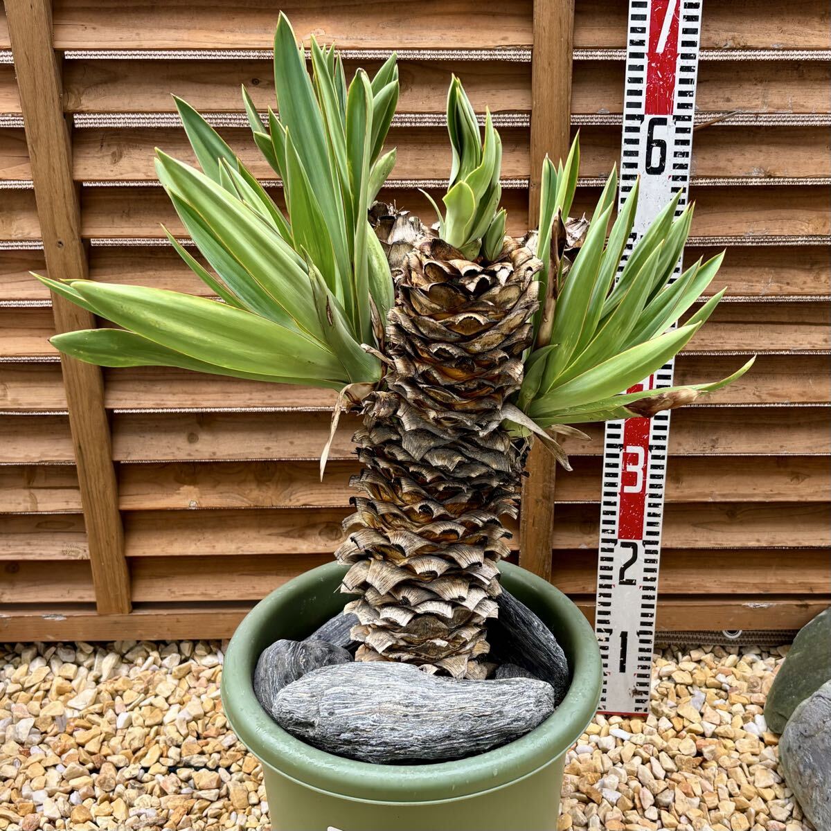 Yahoo!オークション -「キミガヨラン」の落札相場・落札価格