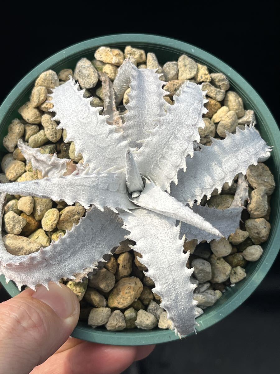 Yahoo!オークション -「エンコ」(観葉植物) の落札相場・落札価格