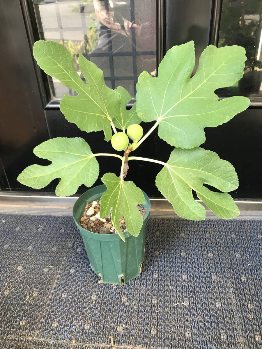 Yahoo!オークション -「イチジク ゴールデンリバーサイド」(苗