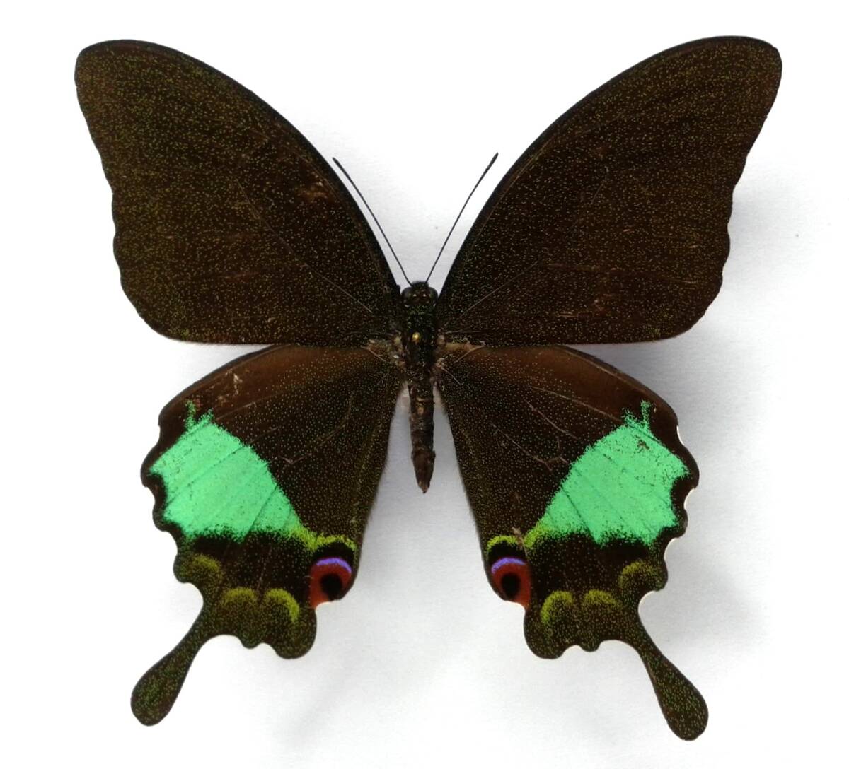 Yahoo!オークション -「アゲハ 蝶 標本」の落札相場・落札価格