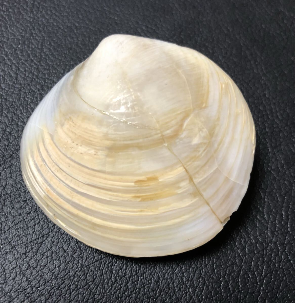 Yahoo!オークション -「化石 イセシラガイ」(科学、自然) の落札相場