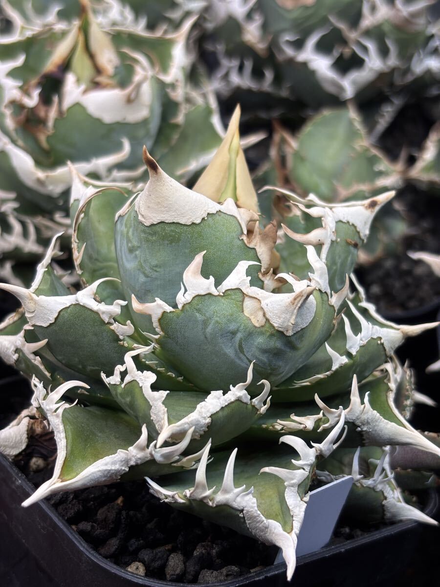 Yahoo!オークション -「アガベ ivory w.a」の落札相場・落札価格