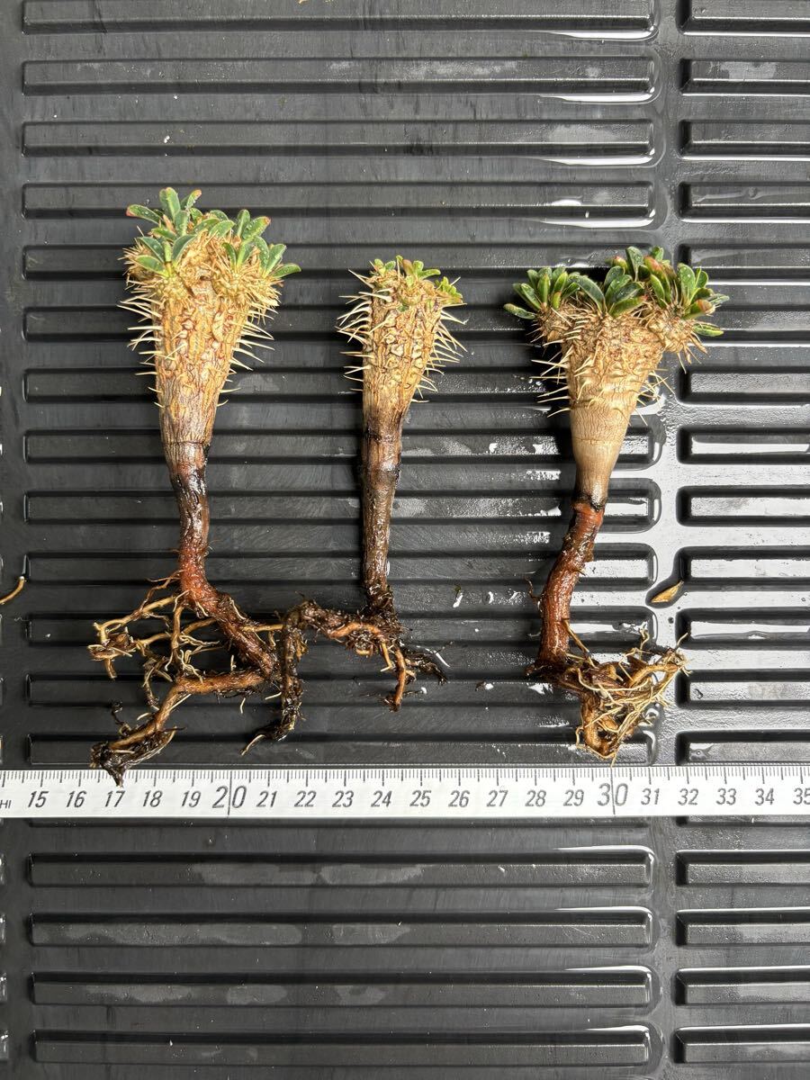 Yahoo!オークション -「細川政己」の落札相場・落札価格