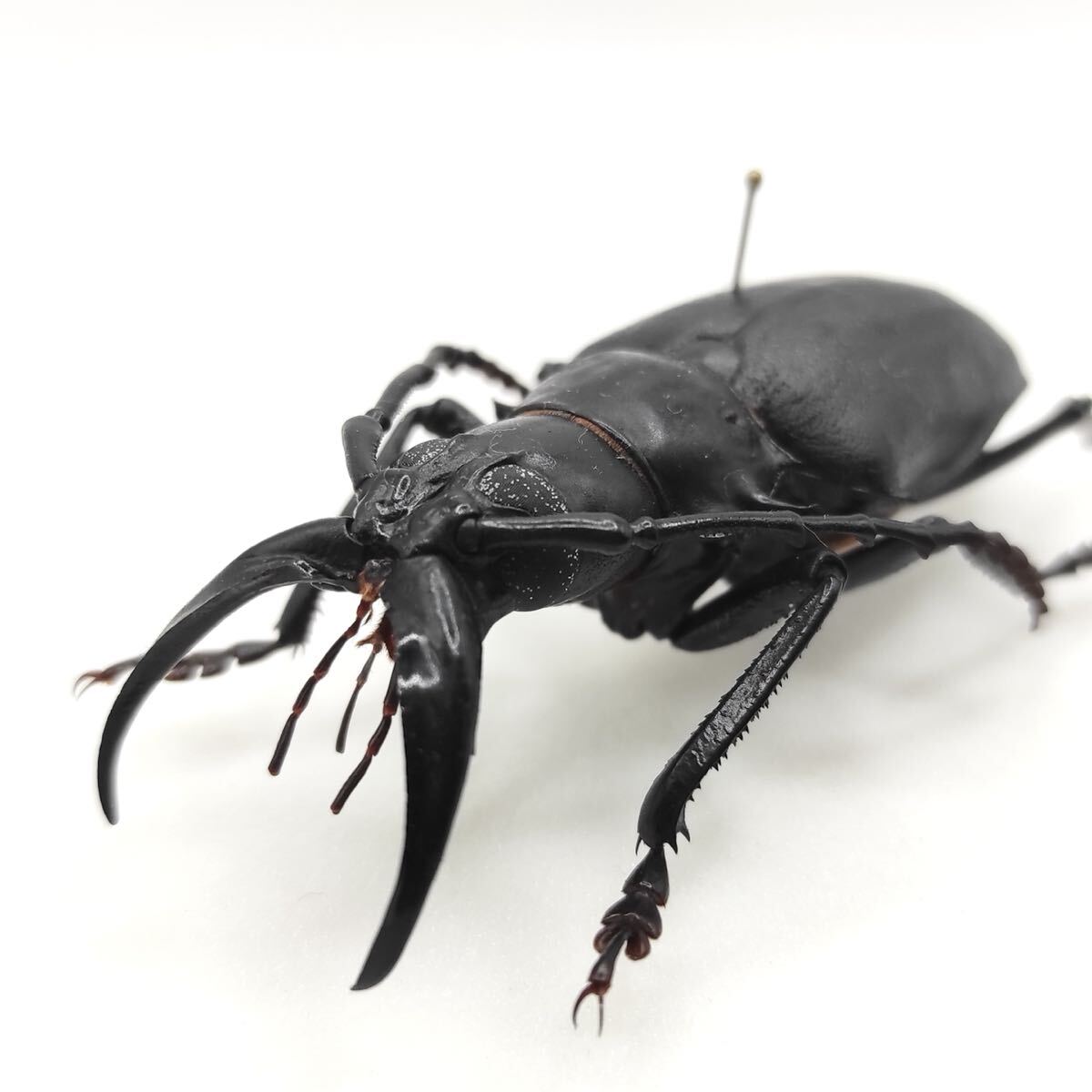 Yahoo!オークション -「ノコギリカミキリ」(虫類) の落札相場・落札価格