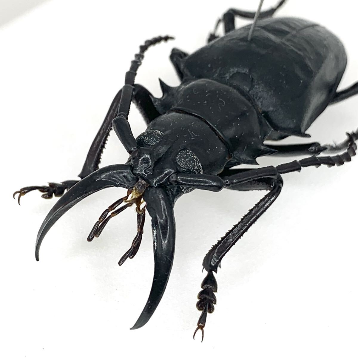 Yahoo!オークション -「ノコギリカミキリ」(ペット、生き物) の落札