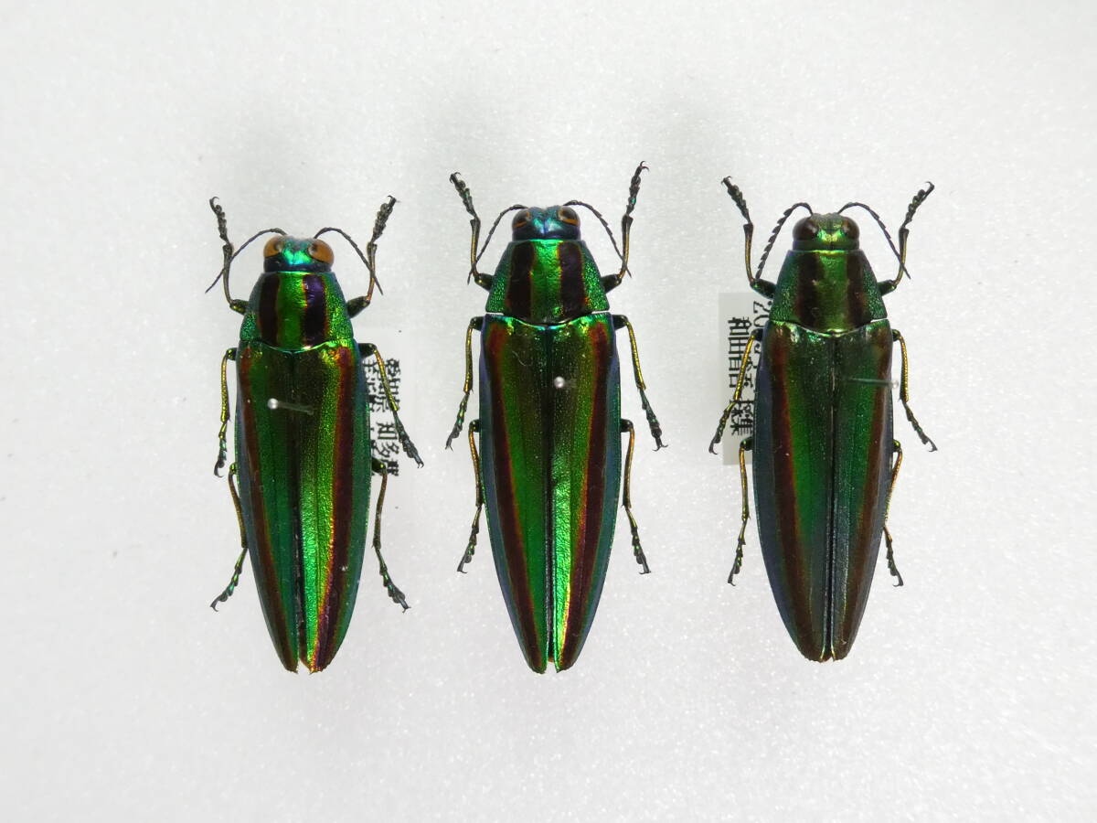 Yahoo!オークション -「ヤマトタマムシ 標本」(虫類) の落札相場・落札価格