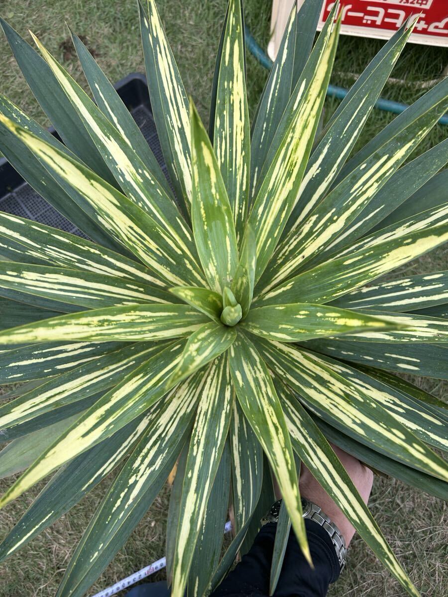 Yahoo!オークション -「ユッカ散り斑」の落札相場・落札価格