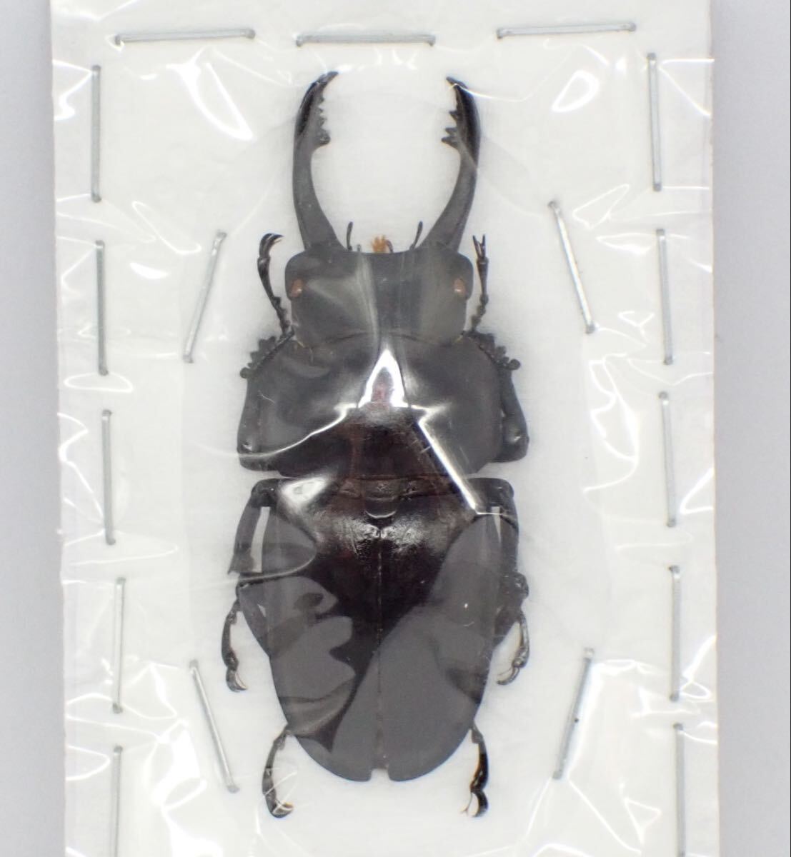 Yahoo!オークション -「マルバネクワガタ標本」(その他) (虫類)の落札