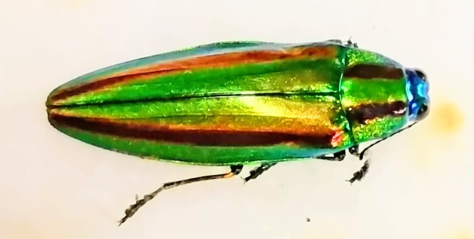 Yahoo!オークション -「ヤマトタマムシ 標本」の落札相場・落札価格