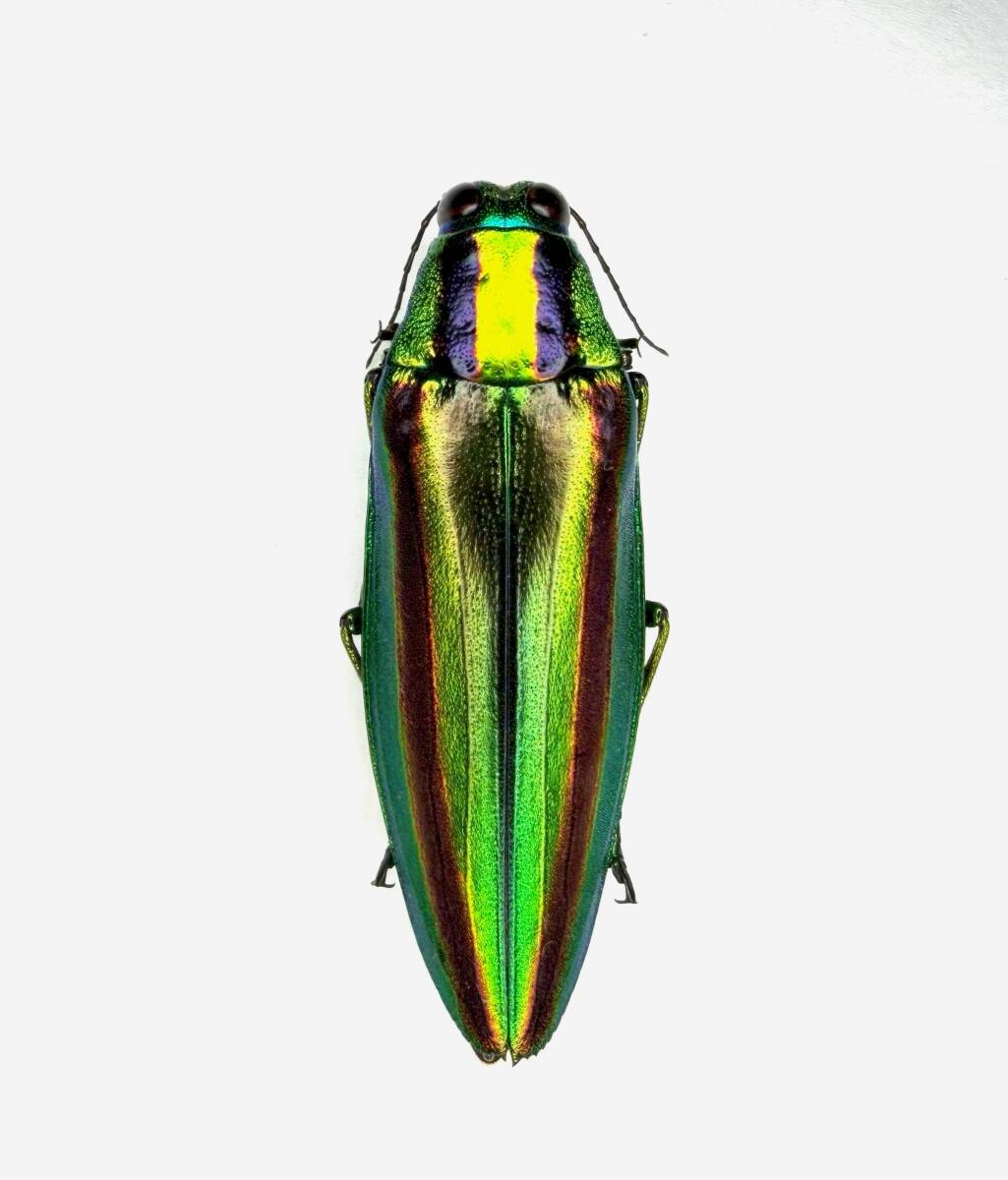 Yahoo!オークション -「玉虫」(虫類) の落札相場・落札価格(11ページ目)