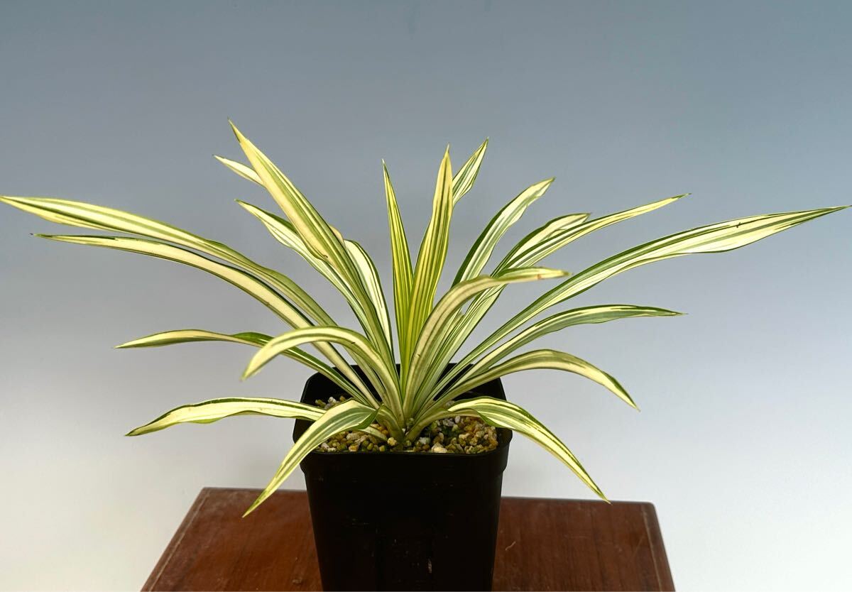 Yucca ユッカ グロリオサ ライジングサン 極上縞斑 本物 レア株 Yucca