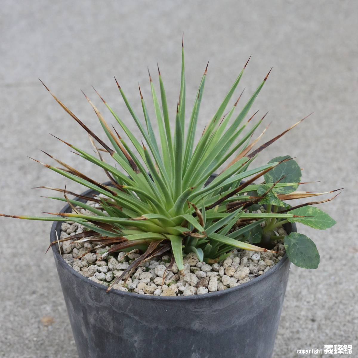 Yahoo!オークション -「アガベ吹上」(花、園芸) の落札相場・落札価格