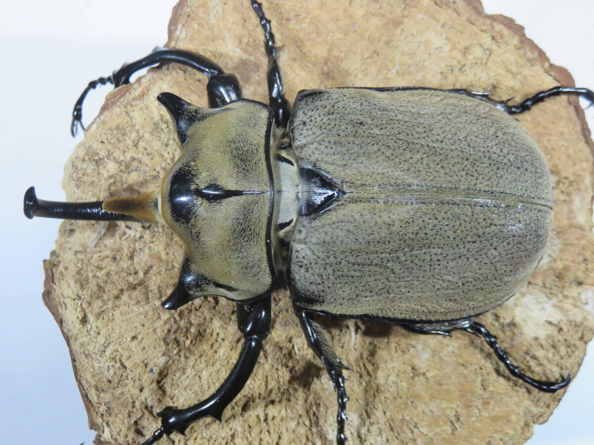 Yahoo!オークション -「ノゲイラゾウカブト」の落札相場・落札価格