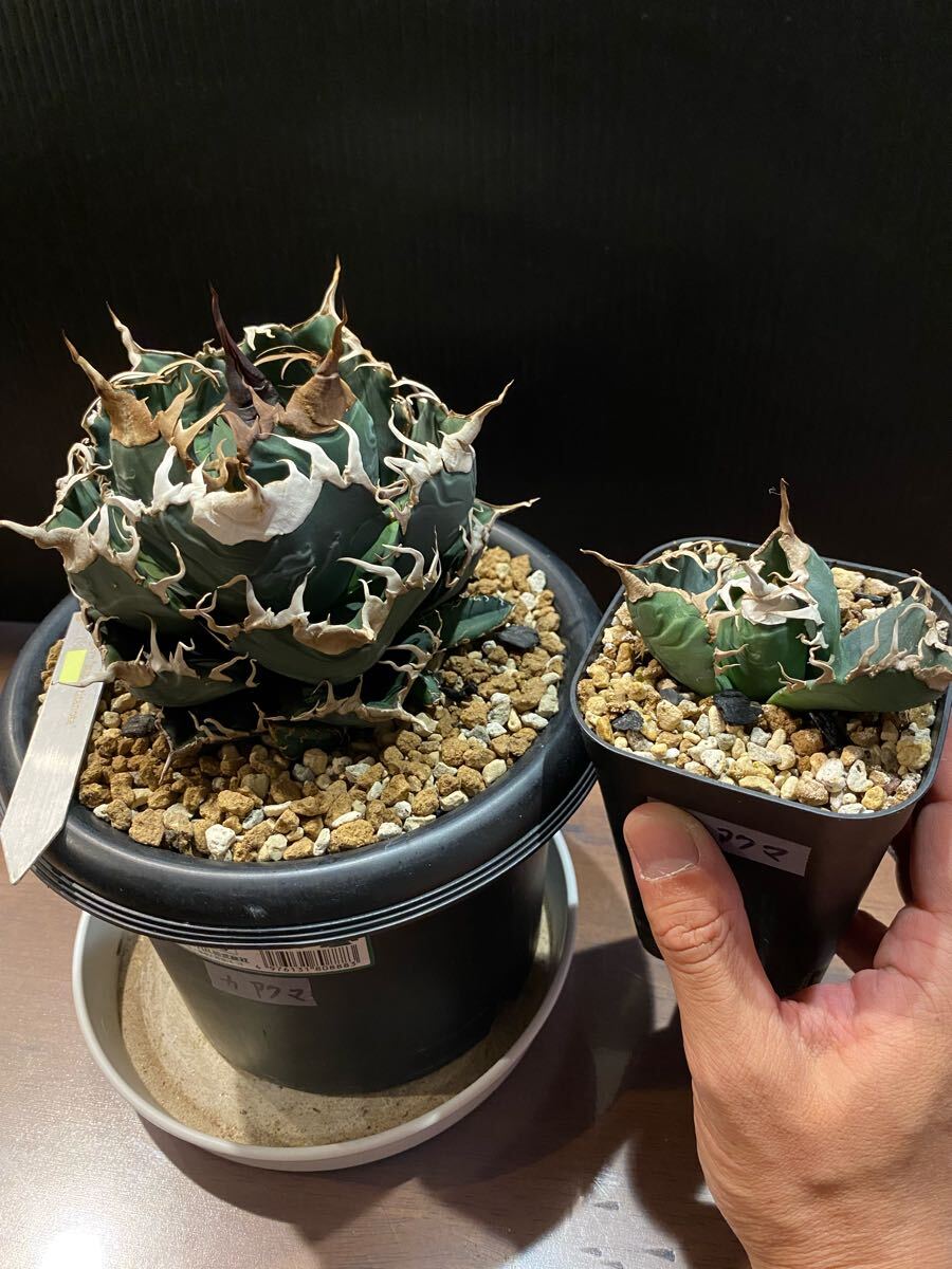 Yahoo!オークション -「カクタスグリーン」(花、園芸) の落札相場