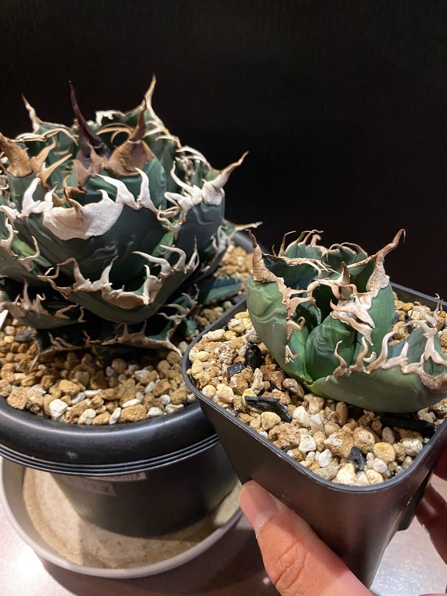 Yahoo!オークション -「カクタスグリーン」(花、園芸) の落札相場