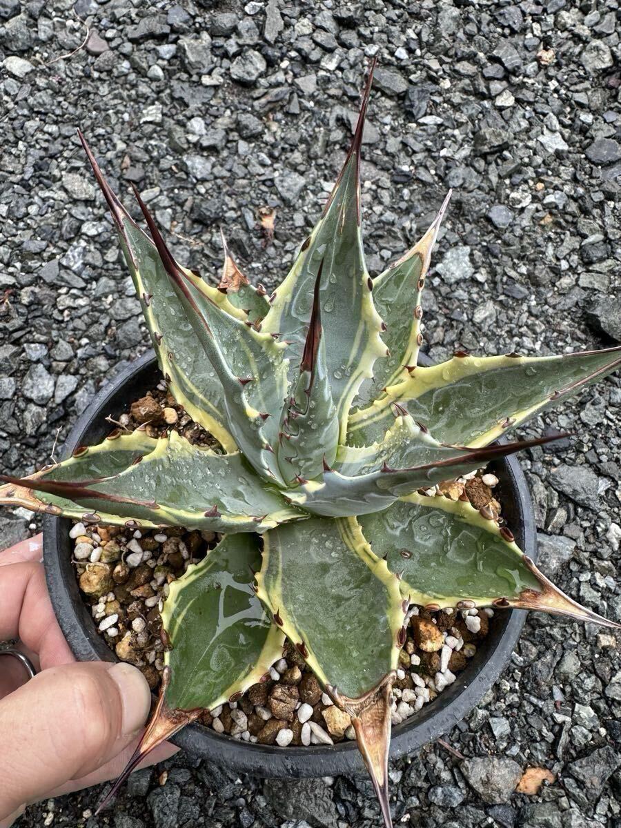 Yahoo!オークション -「モンタナ ティファニー」の落札相場・落札価格