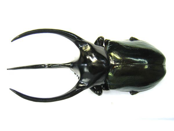 Yahoo!オークション -「コーカサスオオカブト 標本」の落札相場・落札価格