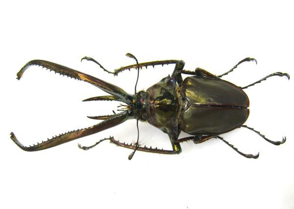 Yahoo!オークション -「チリクワガタ」の落札相場・落札価格