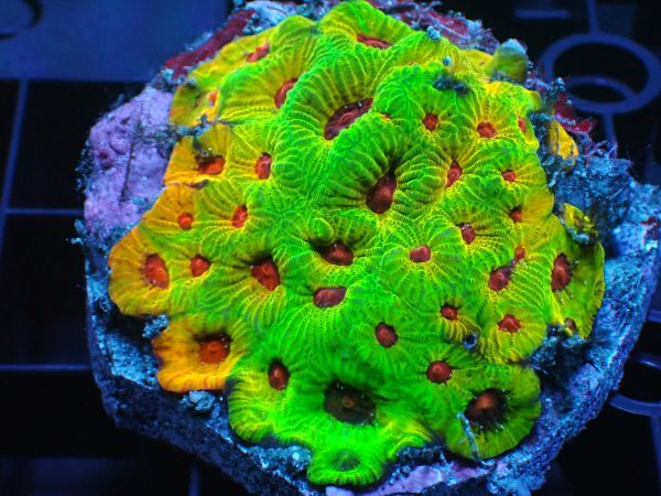 Yahoo!オークション -「レインボーコーラル」の落札相場・落札価格