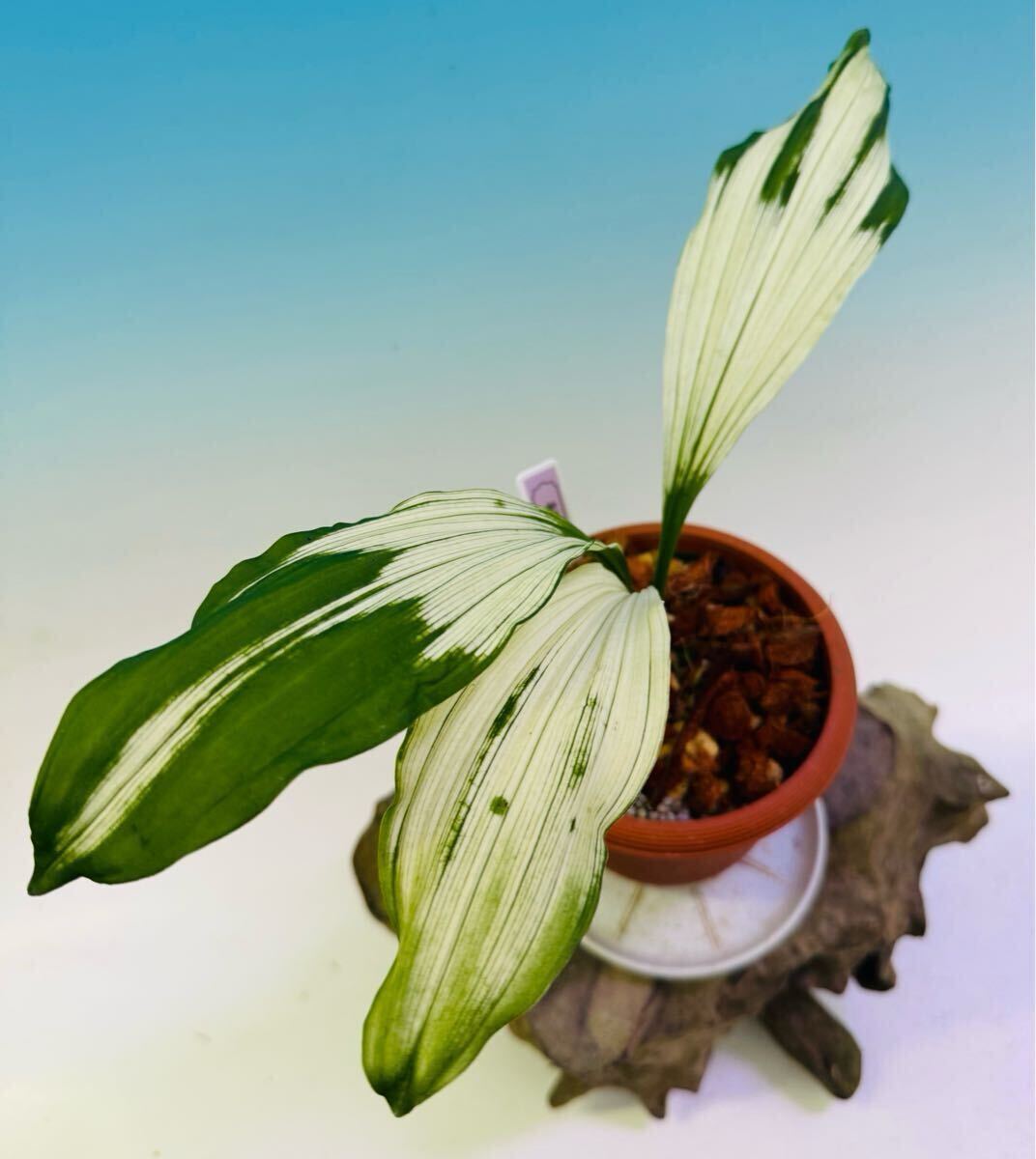 Yahoo!オークション -「えびね エビネ 銘品」の落札相場・落札価格