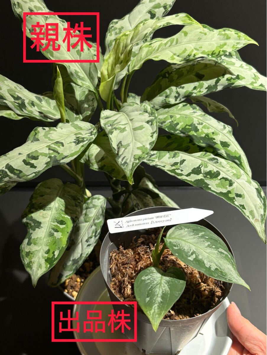 Yahoo!オークション -「柳緑花紅」の落札相場・落札価格