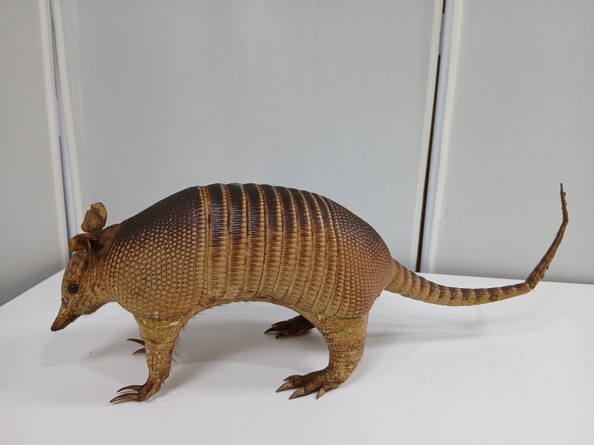 Yahoo!オークション -「アルマジロ 剥製」の落札相場・落札価格