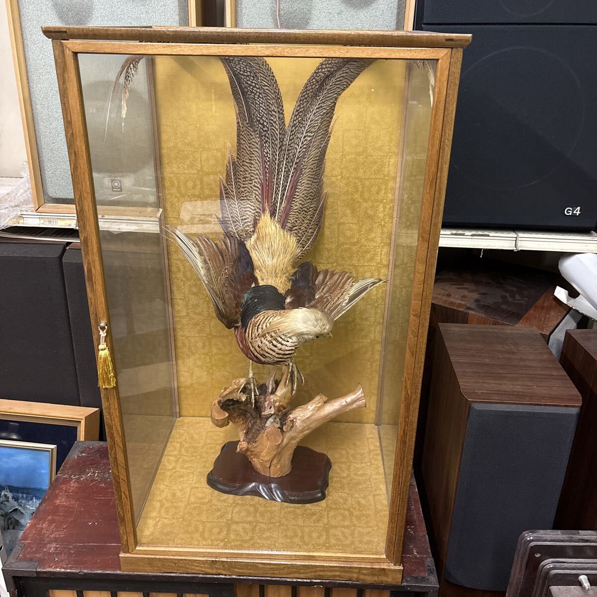 錦鶏鳥 剥製の値段と価格推移は？｜1件の売買データから錦鶏鳥 剥製の