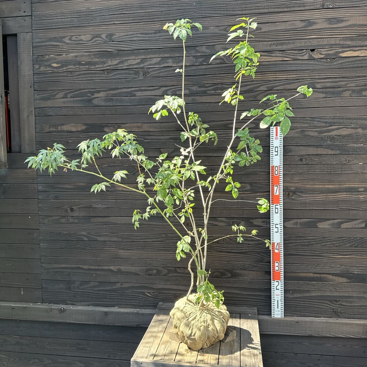 Yahoo!オークション -「山採り」(植木、庭木) の落札相場・落札価格