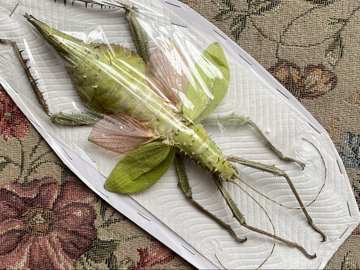 Yahoo!オークション -「サカダチコノハナナフシ」の落札相場・落札価格