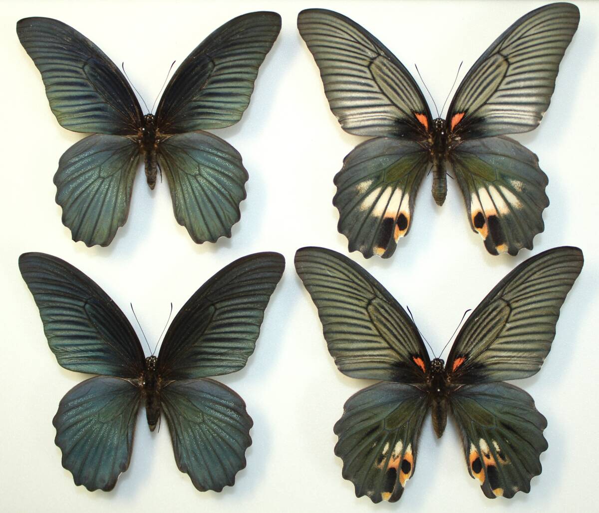 Yahoo!オークション -「ナガサキアゲハ」の落札相場・落札価格