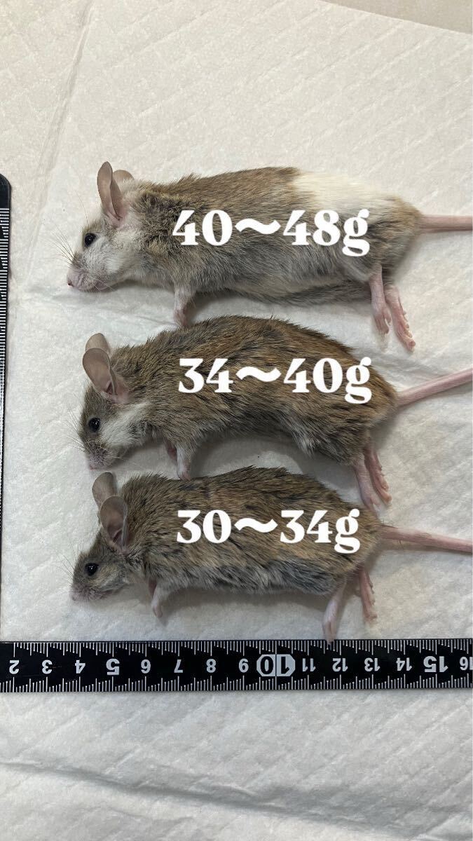 Yahoo!オークション -「ヤワゲネズミ」の落札相場・落札価格