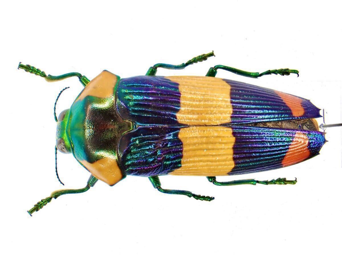 Yahoo!オークション -「玉虫」(虫類) の落札相場・落札価格(11ページ目)