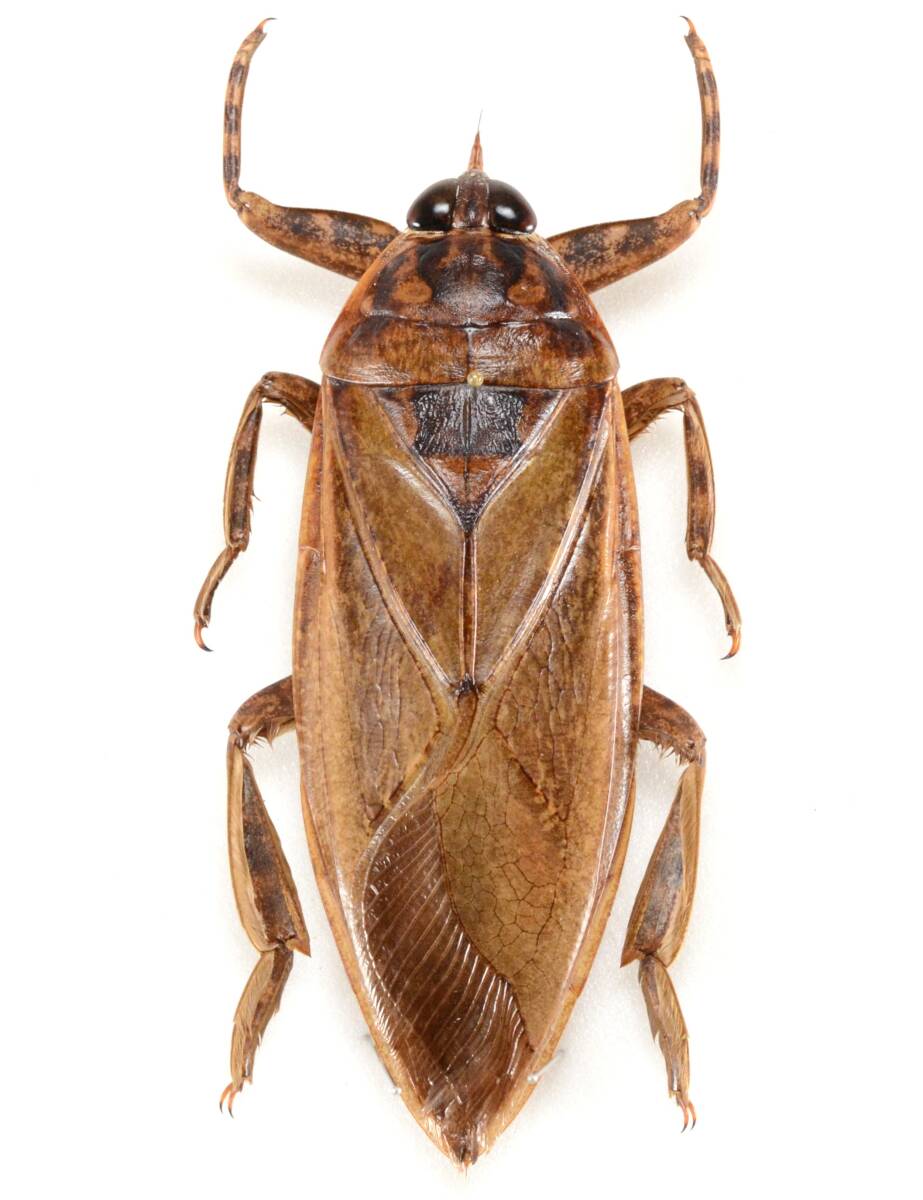 Yahoo!オークション -「ナンベイオオタガメ」(ペット、生き物) の落札