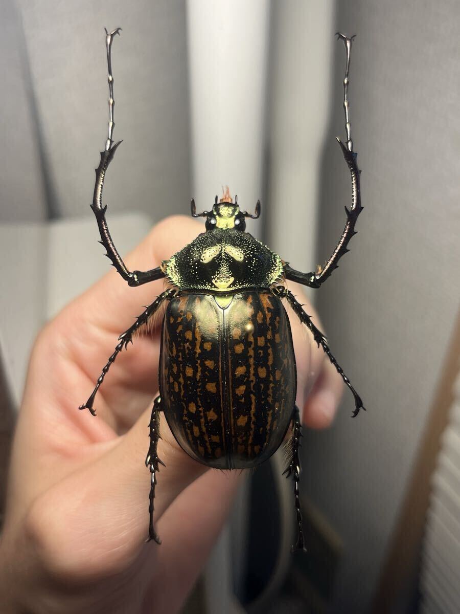 Yahoo!オークション -「テナガカミキリ」(虫類) の落札相場・落札価格