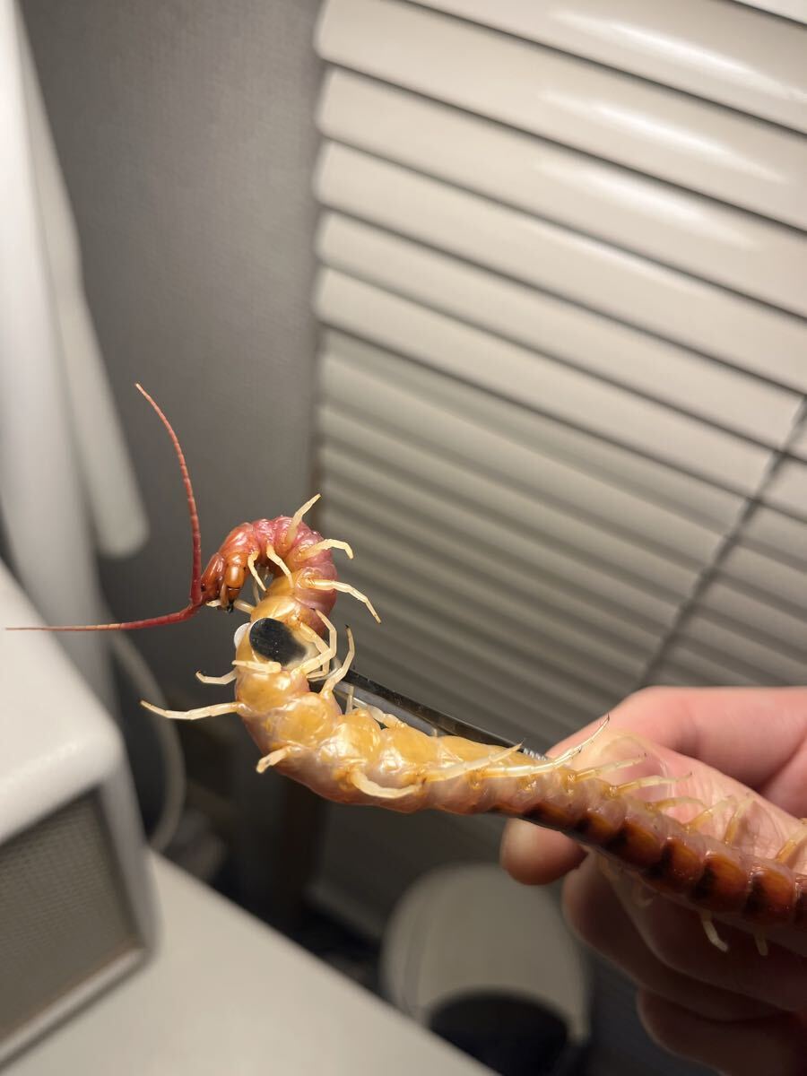 Yahoo!オークション -「ペルビアンジャイアントオオムカデ」の落札相場