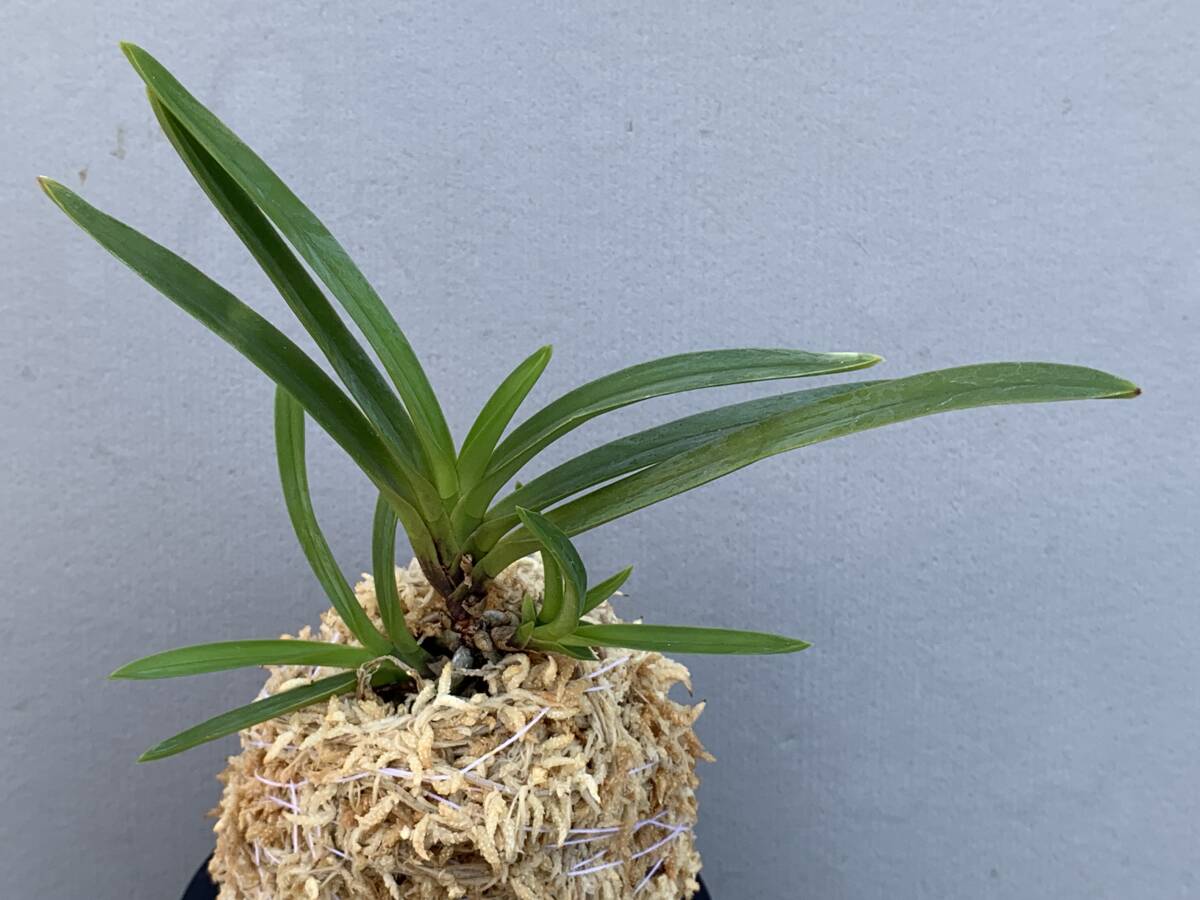 Yahoo!オークション -「富貴蘭 湖東」の落札相場・落札価格