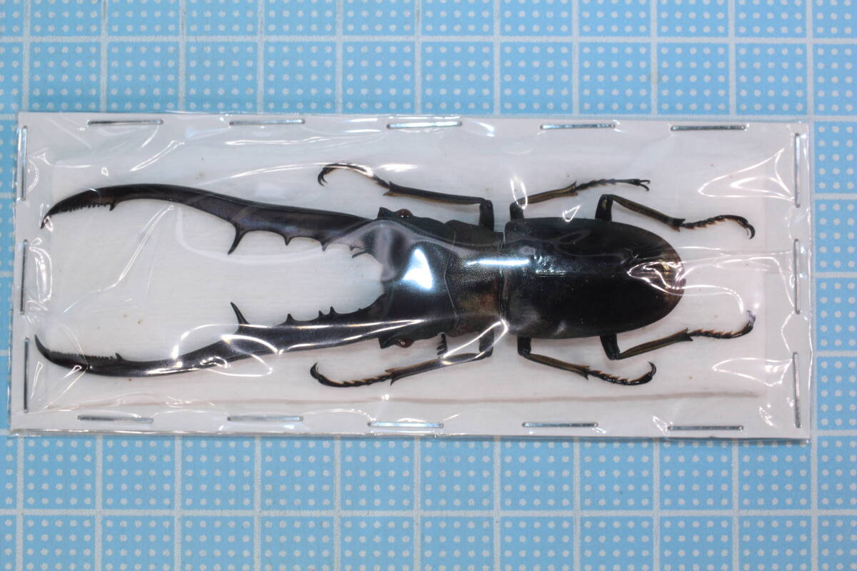 Yahoo!オークション -「メタリフェルホソアカクワガタ 青」の落札相場