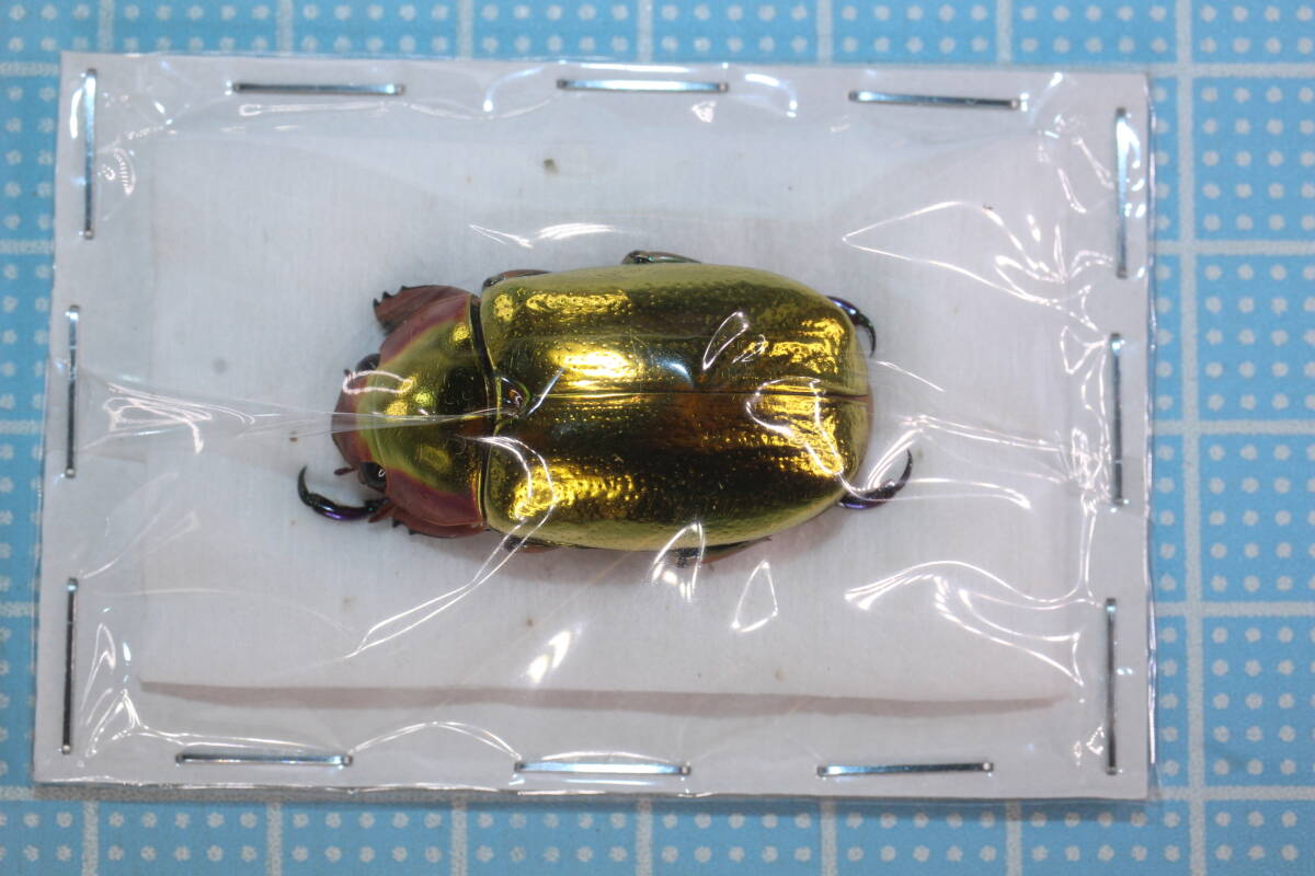 Yahoo!オークション -「プラチナコガネ」(虫類) の落札相場・落札価格