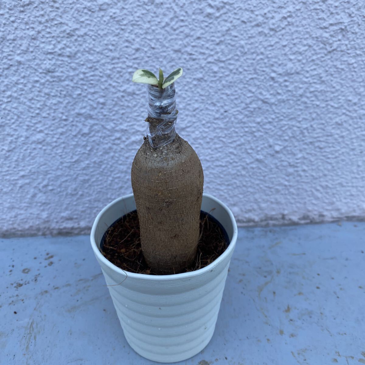 Yahoo!オークション -「ガジュマル 斑入り」(その他) (観葉植物)の落札