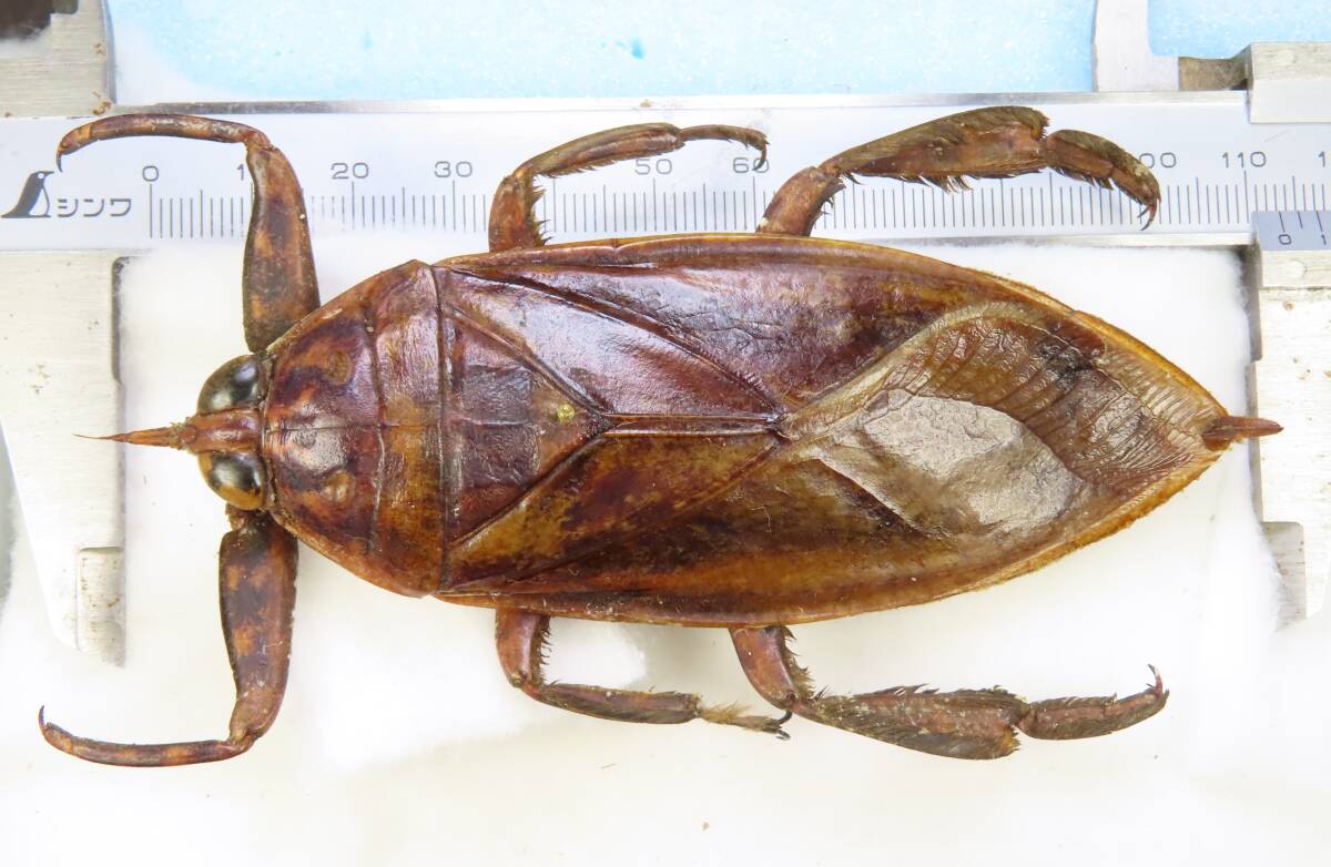 Yahoo!オークション -「ナンベイオオタガメ」(ペット、生き物) の落札