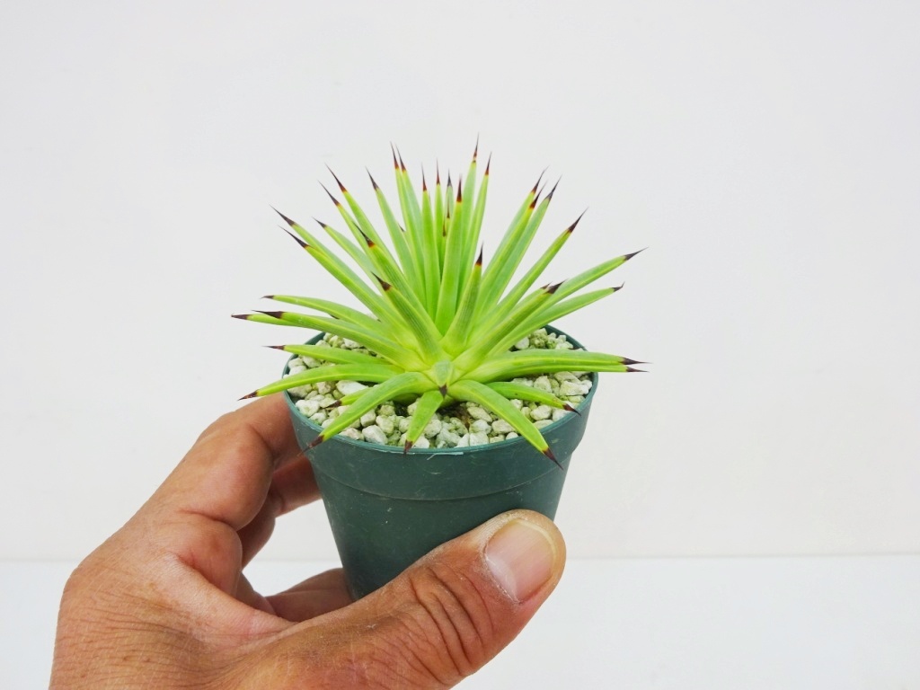 Yahoo!オークション -「姫吹上」(花、園芸) の落札相場・落札価格