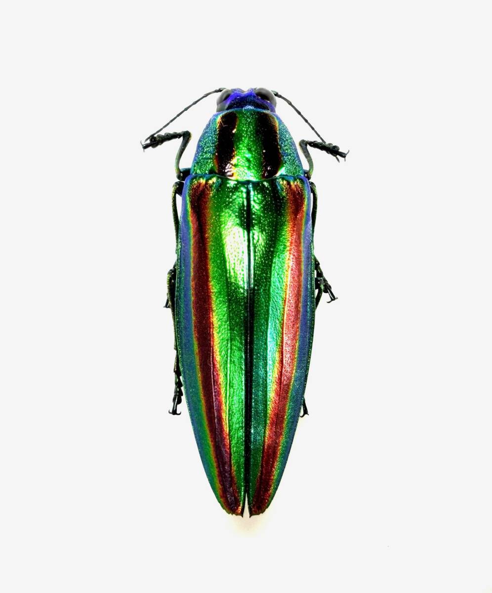 Yahoo!オークション -「ヤマトタマムシ 標本」の落札相場・落札価格