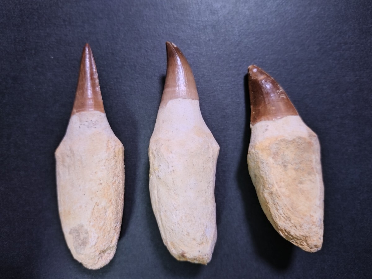 2026年最新】Yahoo!オークション -モササウルス 歯の中古品・新品・未