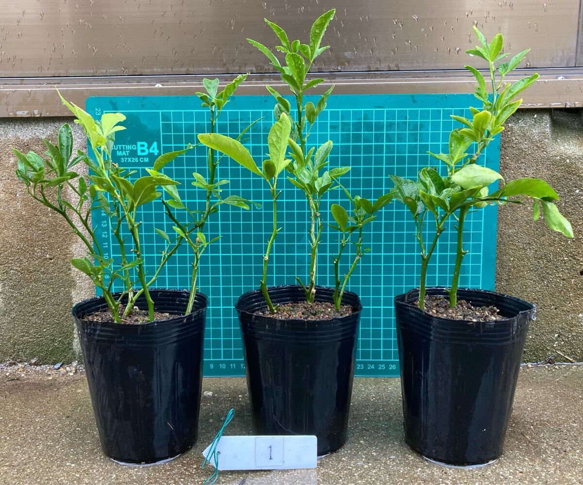 Yahoo!オークション -「スイングルシトルメロ」の落札相場・落札価格