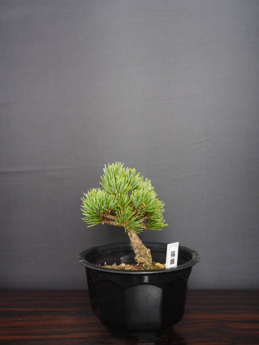 Yahoo!オークション -「福娘」(松) (盆栽)の落札相場・落札価格