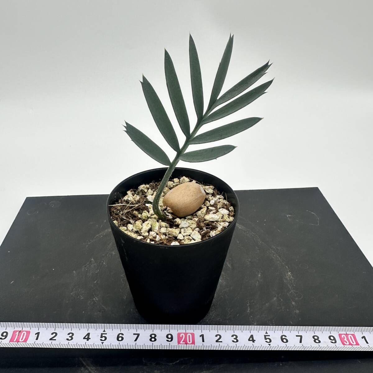 Yahoo!オークション -「ホリダス ドワーフ」(観葉植物) の落札相場